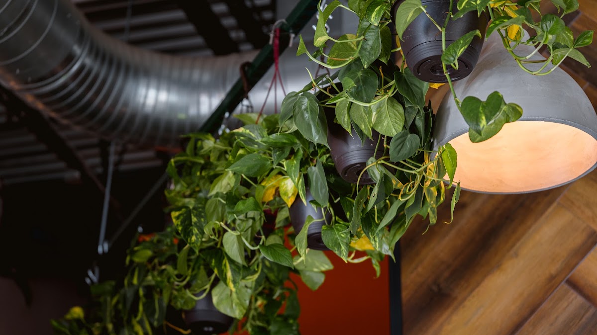 Aloy Thai Eatery - Capitol Hill