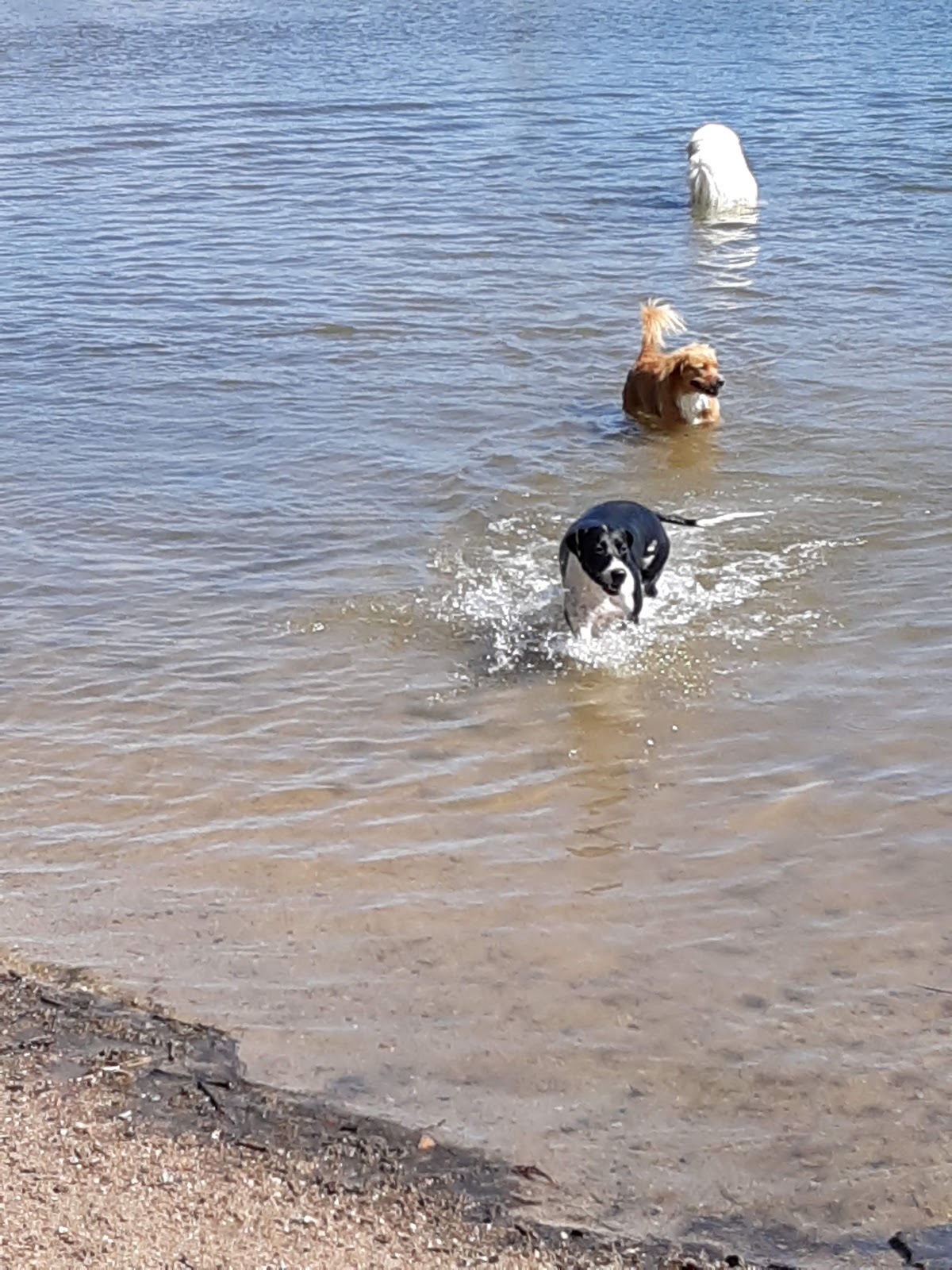 Chatfield Dog Park