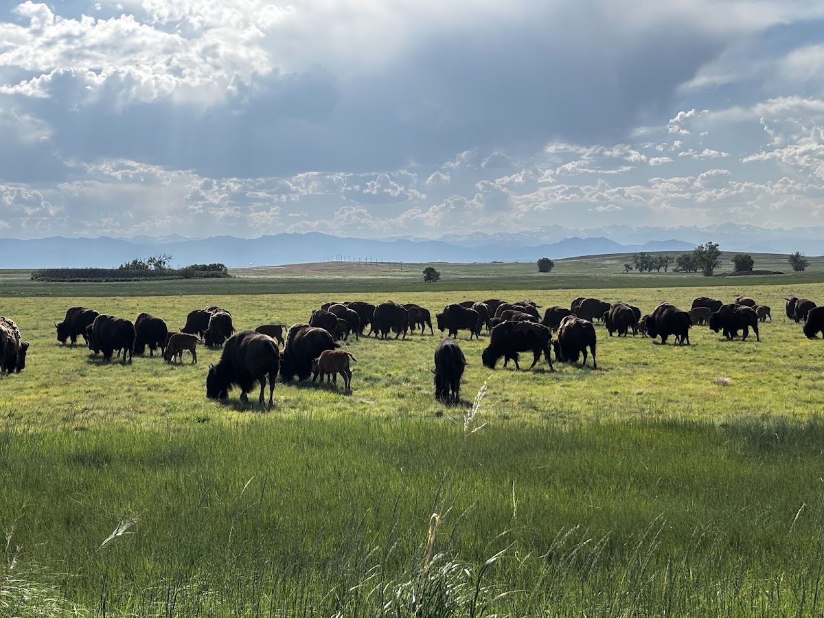 Wildlife Drive at the Rocky Mountain Arsenal